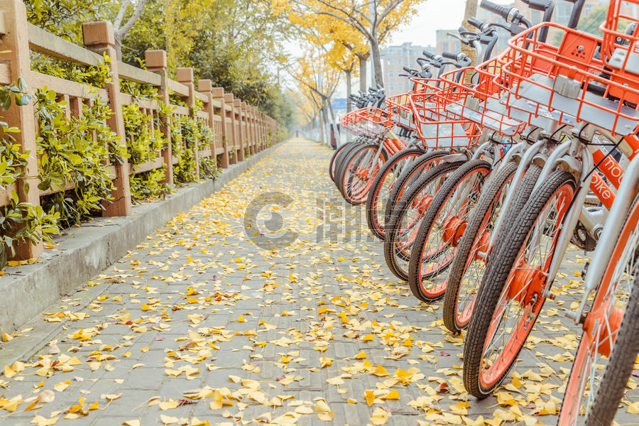 共享单车与银杏落叶图片素材免费下载