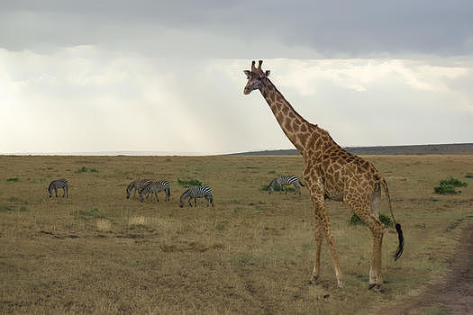 非洲肯尼亚长颈鹿图片素材免费下载