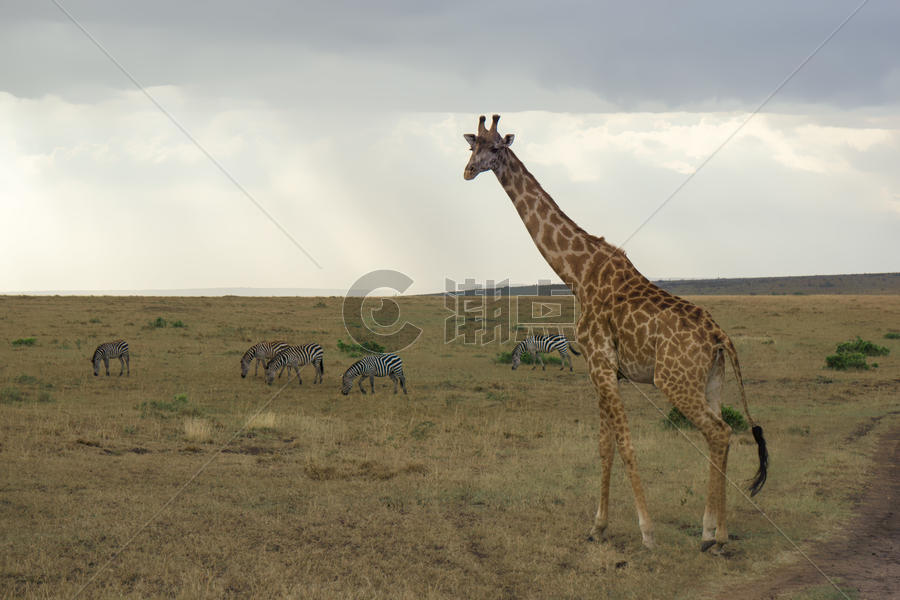 非洲肯尼亚长颈鹿图片素材免费下载