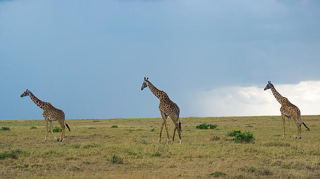 非洲肯尼亚大草原上的长颈鹿图片素材免费下载