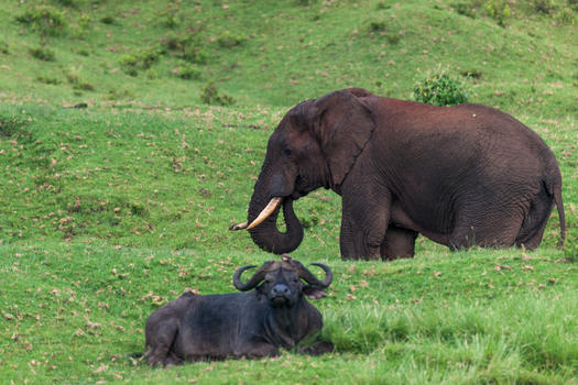 非洲肯尼亚野象图片素材免费下载