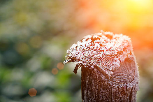 清晨木桩上的霜图片素材免费下载
