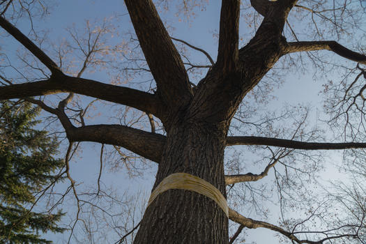 冬天的树图片素材免费下载