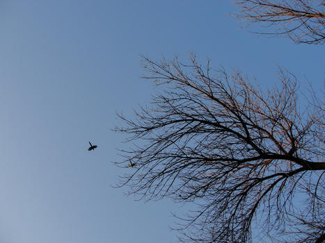 冬天的天空树枝和飞鸟图片素材免费下载