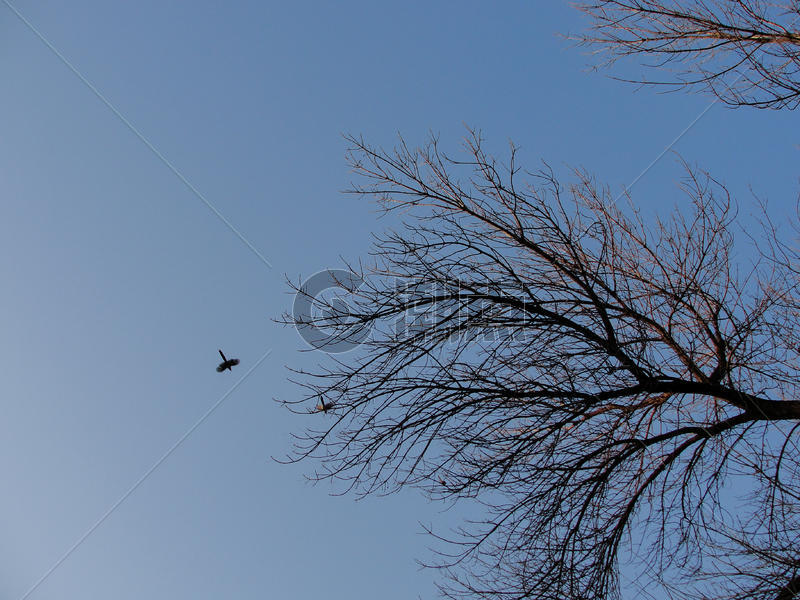 冬天的天空树枝和飞鸟图片素材免费下载