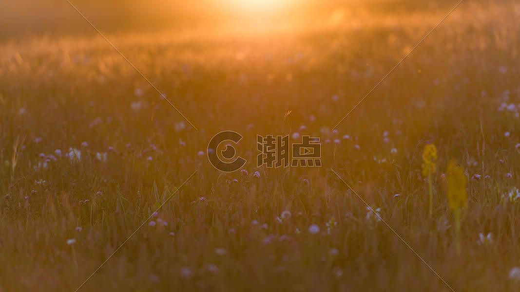 日落夕阳野花图片素材免费下载