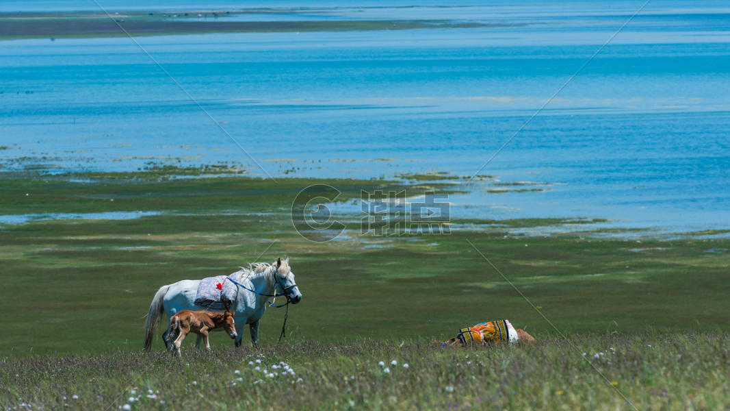 青海湖马匹一家图片素材免费下载