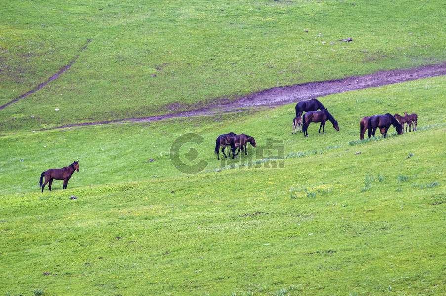 新疆塔城牧场放牧马图片素材免费下载