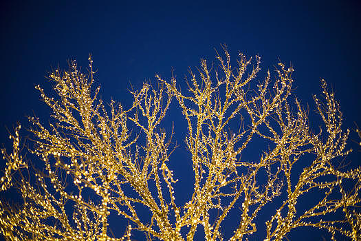 金黄色的圣诞树图片素材免费下载