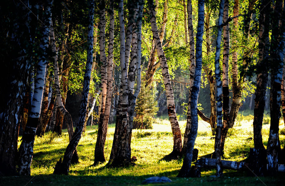 新疆阿勒泰禾木风景区白桦林图片素材免费下载
