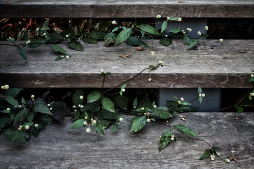 木台阶上的小白花图片素材免费下载