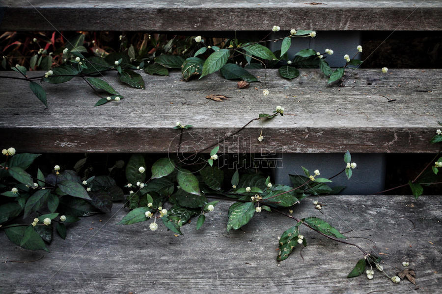 木台阶上的小白花图片素材免费下载