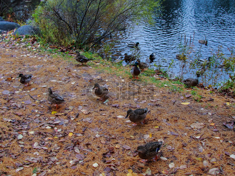 秋天国外公园的小鸭子图片素材免费下载