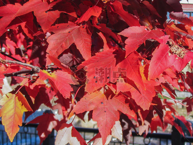 加拿大的枫叶红了图片素材免费下载