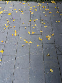 北京秋天的银杏叶黄了图片素材免费下载