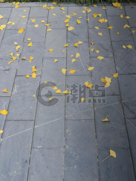 北京秋天的银杏叶黄了图片素材免费下载