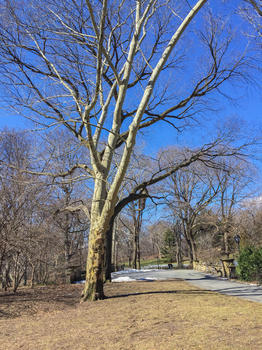 纽约中央公园的冬天图片素材免费下载