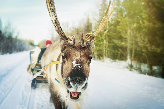 芬兰罗瓦涅米驯鹿拉雪橇图片素材免费下载