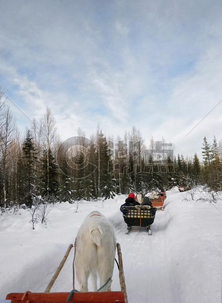 芬兰罗瓦涅米驯鹿拉雪橇图片素材免费下载