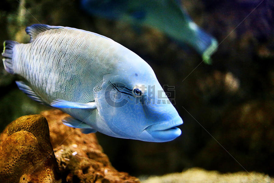 深海蓝色热带鱼特写图片素材免费下载