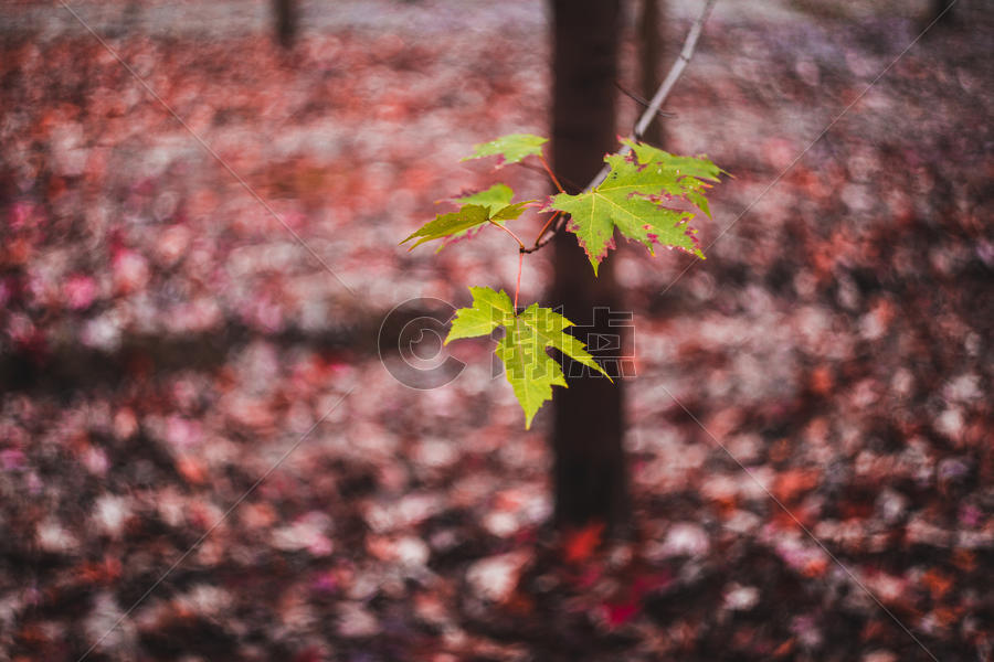 秋季枝头的枫叶图片素材免费下载