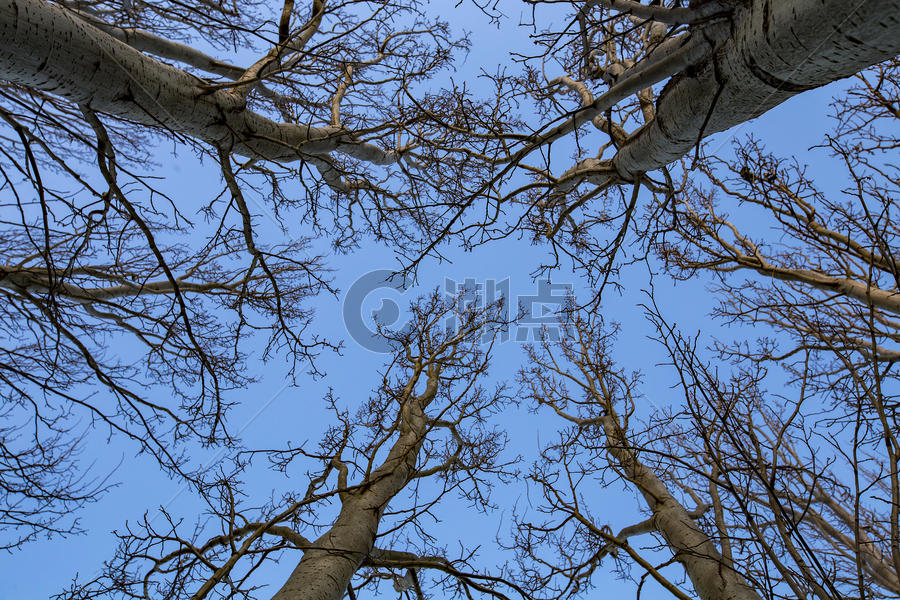 冬天的树图片素材免费下载