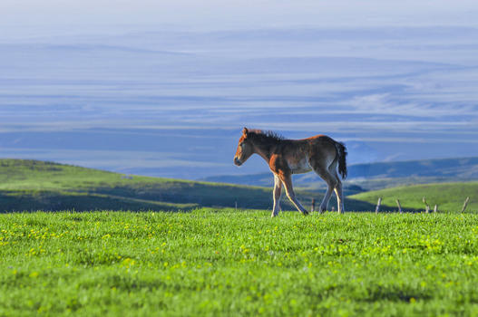 新疆塔城牧场马驹草场山脉图片素材免费下载