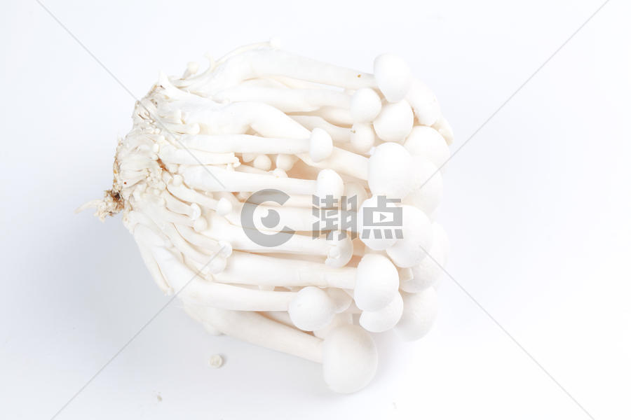 鲜艳白色菌菇图片素材免费下载