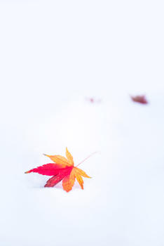 冬季物语图片素材免费下载