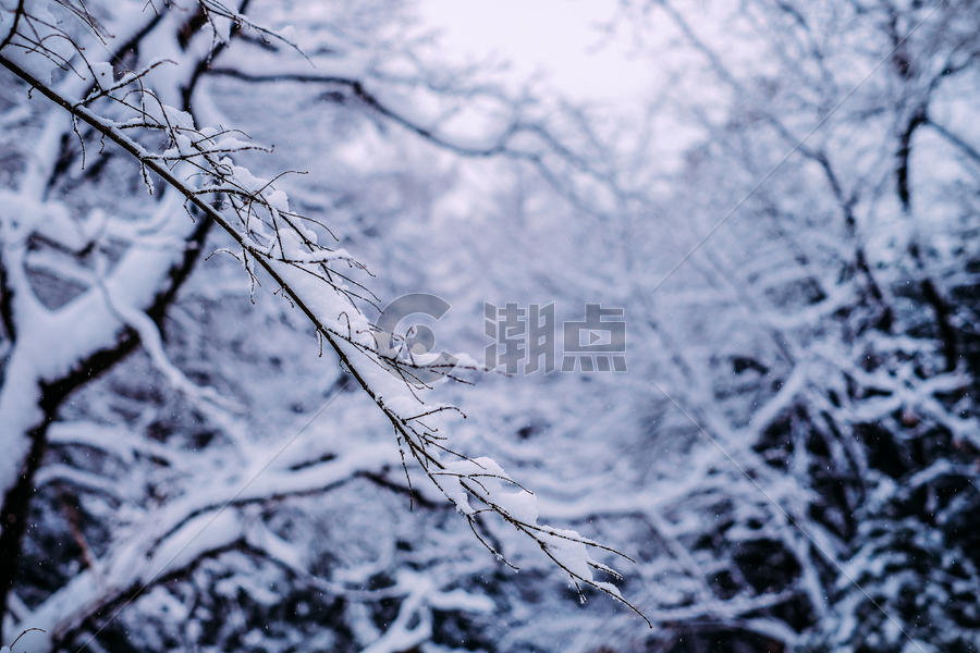冬季被大雪覆盖的森林图片素材免费下载