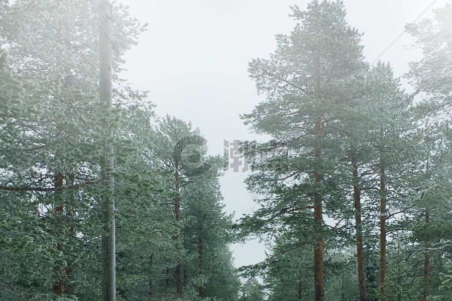 下雨天的森林图片素材免费下载