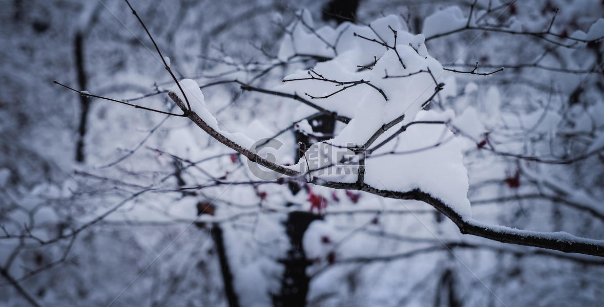 冬季森林雪景图片素材免费下载