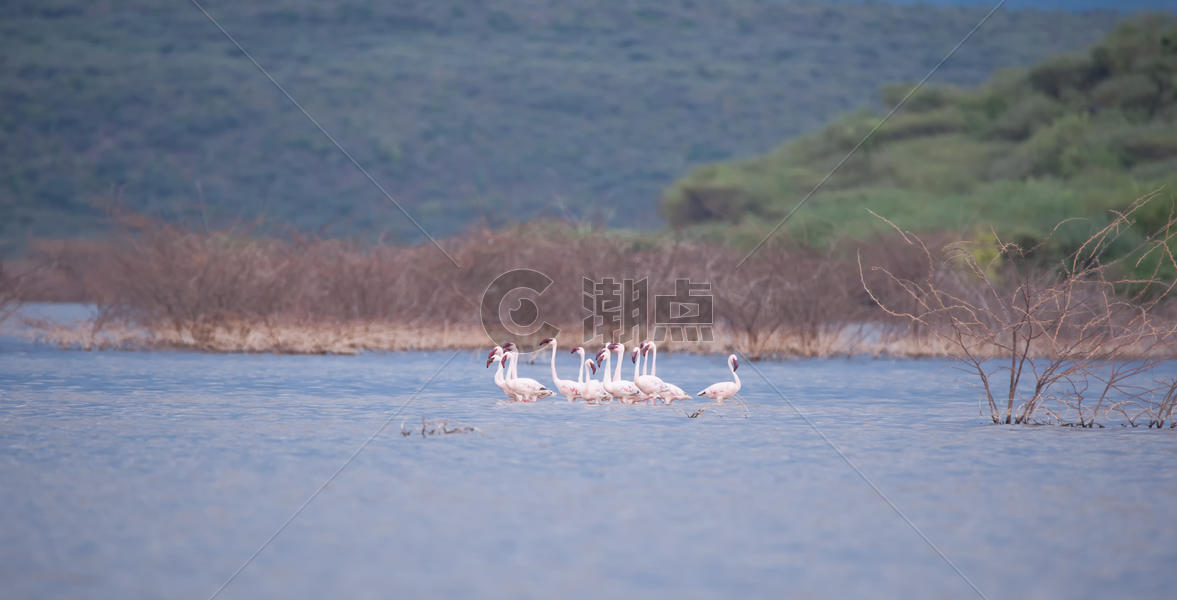 肯尼亚马赛马拉大草原上的动物图片素材免费下载