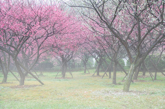 春天晨雾中的梅花林图片素材免费下载