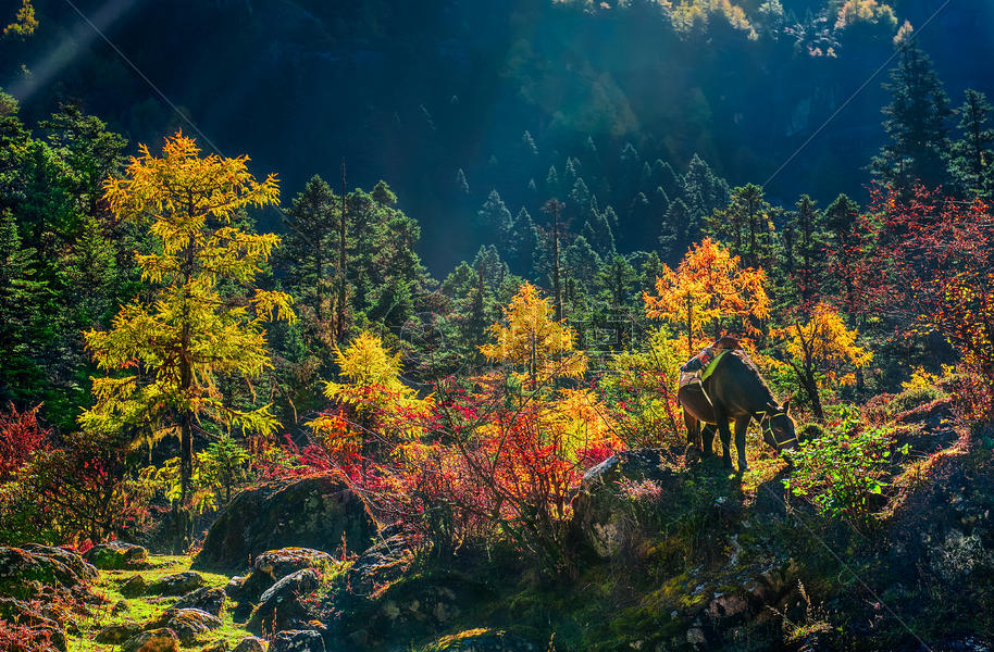 逆光下的彩色树林与马匹图片素材免费下载