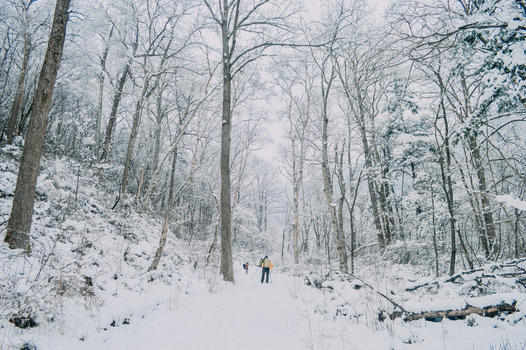 森林雪景图片素材免费下载