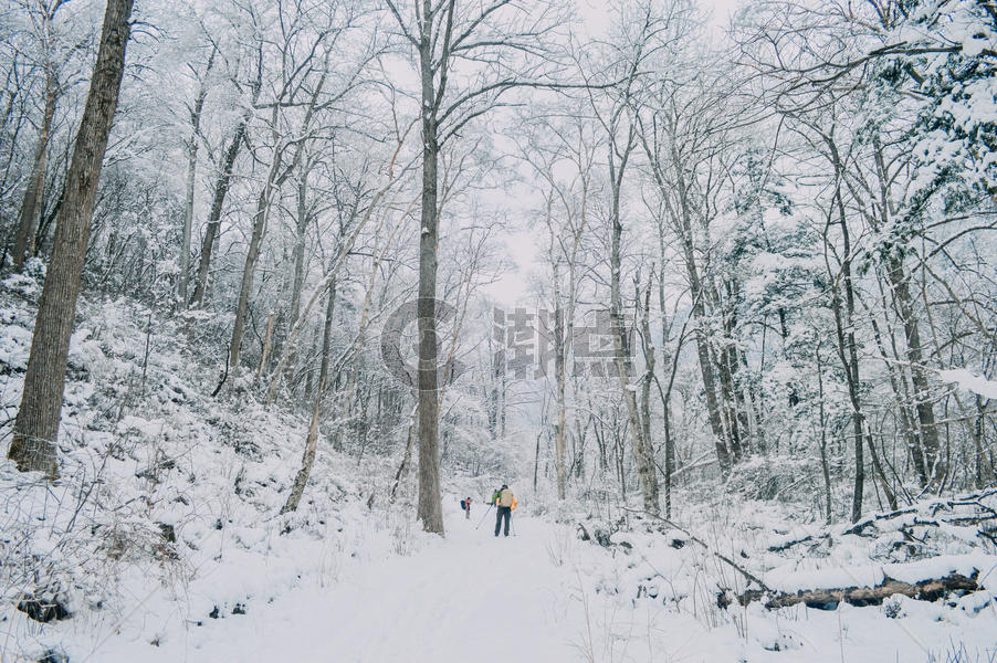 森林雪景图片素材免费下载