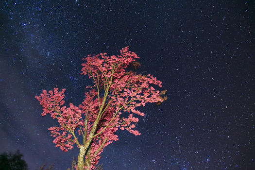 大理星空下的樱花树图片素材免费下载