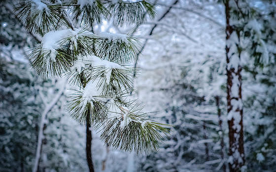 冬季挂满积雪的松枝图片素材免费下载