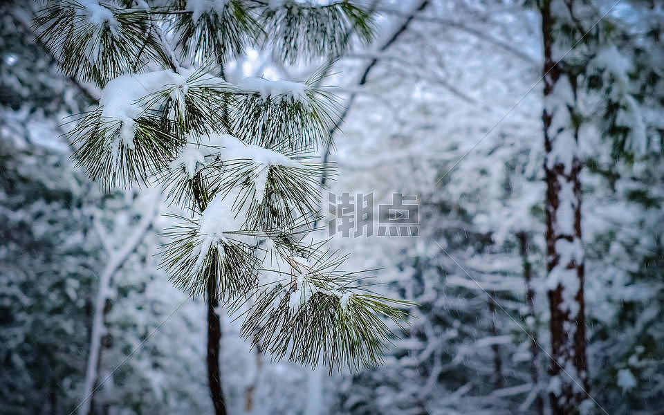 冬季挂满积雪的松枝图片素材免费下载