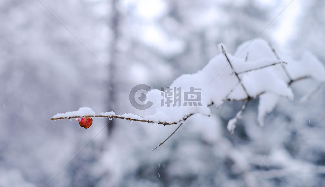 冬季风雪中的一片红叶图片素材免费下载