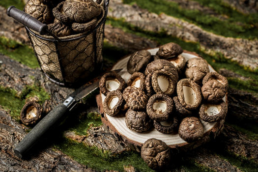 森系采摘野生蘑菇野山菌素材图片素材免费下载