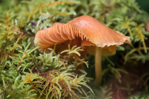 野生菌菇蘑菇图片素材免费下载