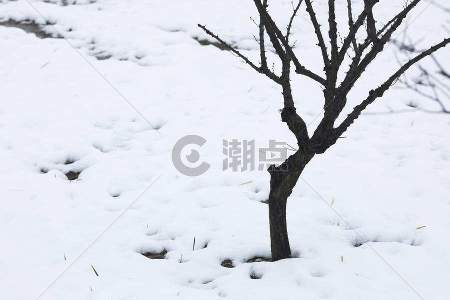 大雪后的枯树图片素材免费下载