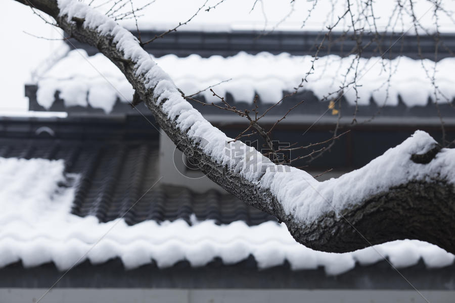 冬天里下雪后树干图片素材免费下载