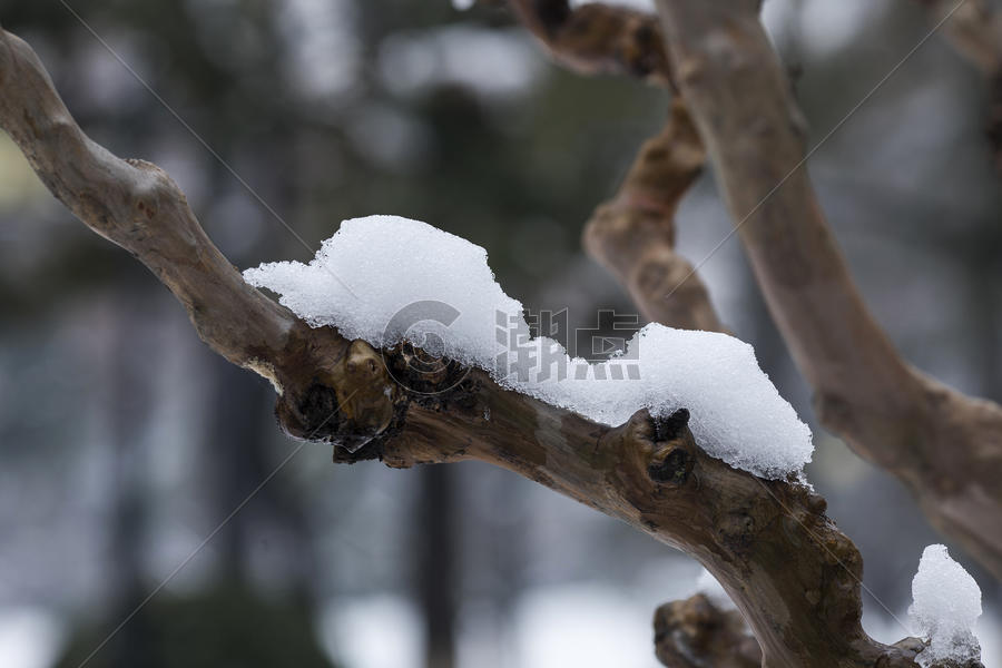 大雪后的树干图片素材免费下载
