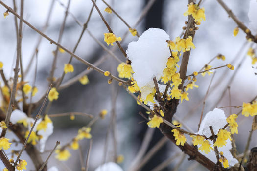 雪后的梅花图片素材免费下载
