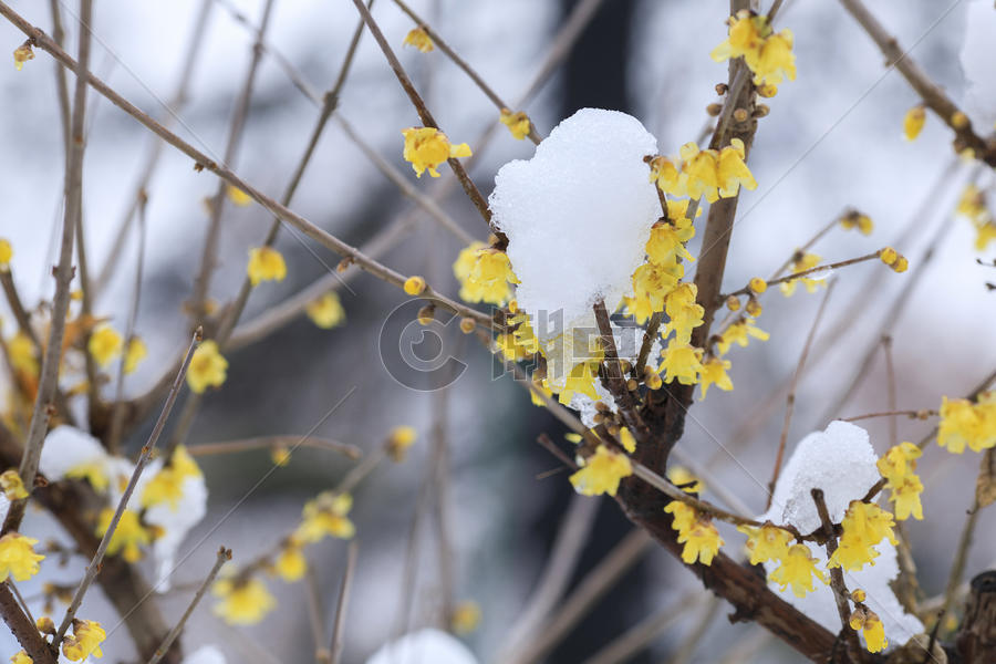 雪后的梅花图片素材免费下载