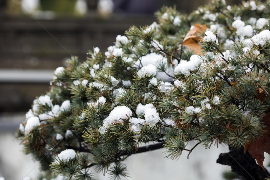 大雪后的松枝图片素材免费下载