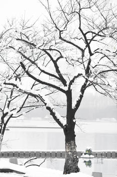 雪后的树图片素材免费下载